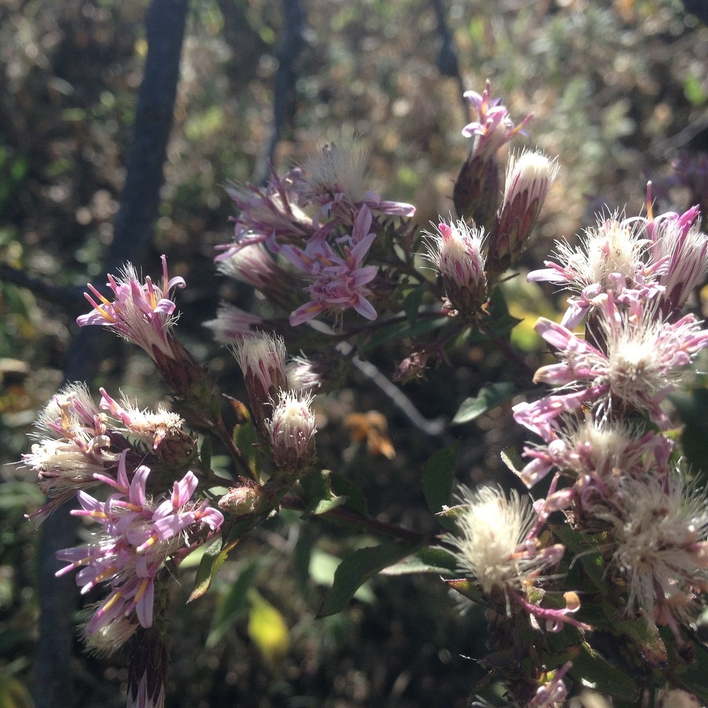 Acourtia platyphylla