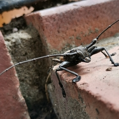 Steirastoma histrionicum