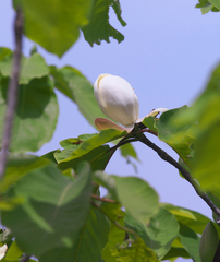 Magnolia obovata
