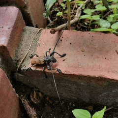 Steirastoma histrionicum