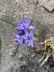 Scilla verna
