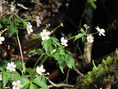 Ranunculus aconitifolius
