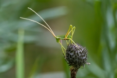 Acrometopa italica