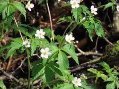 Ranunculus aconitifolius