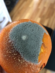 Penicillium italicum