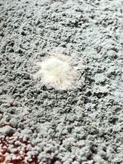 Penicillium italicum