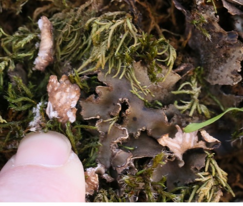 iNaturalist observation photo of tree pelt lichen