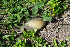 Anodontites trapesialis