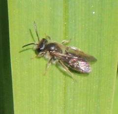 Anthophila