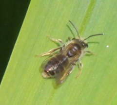 Anthophila