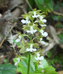 Calanthe discolor