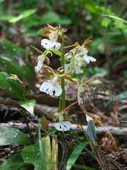 Calanthe discolor