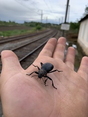 Blaps lusitanica