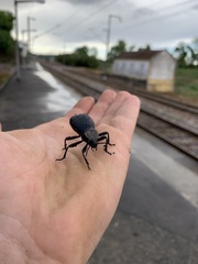 Blaps lusitanica