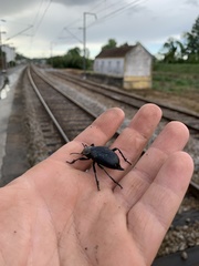 Blaps lusitanica