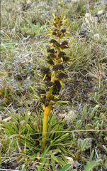 Aciphylla hectori