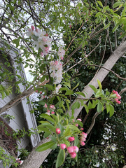 Magnoliopsida