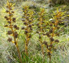 Aciphylla hectori