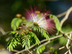 Calliandra parvifolia