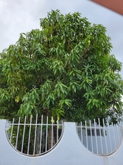 Mangifera indica