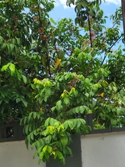 Averrhoa carambola