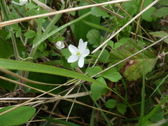 Anemonastrum deltoideum