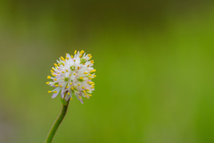 Triantha occidentalis