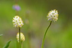 Triantha occidentalis