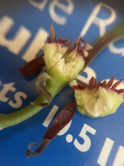 Calycanthus floridus