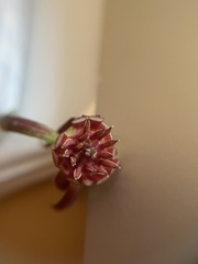 Calycanthus floridus