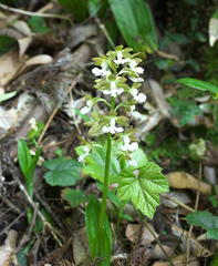 Calanthe discolor
