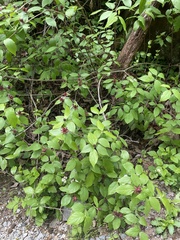 Calycanthus floridus