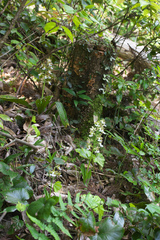 Calanthe discolor