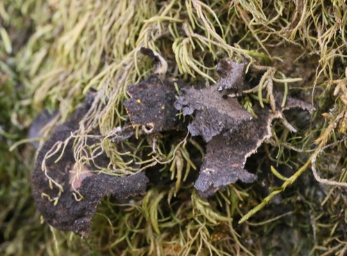 iNaturalist observation photo of Moon Lichens