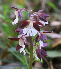 Calanthe discolor