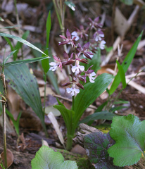 Calanthe discolor