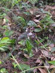 Calanthe discolor