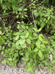 Calycanthus floridus