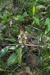 Calanthe discolor
