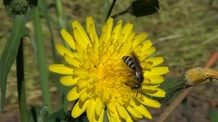 Halictus