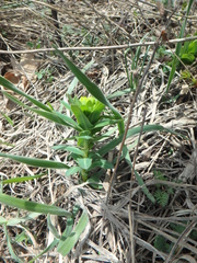 Euphorbia condylocarpa