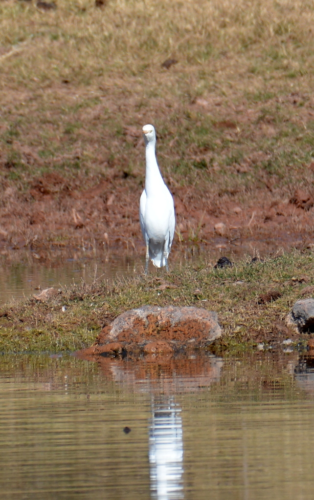 Cattle Egret In December 2017 By Art Mur INaturalist   Large 