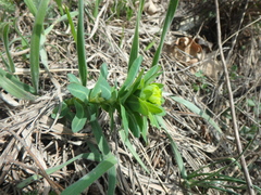 Euphorbia condylocarpa