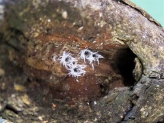 Insecta