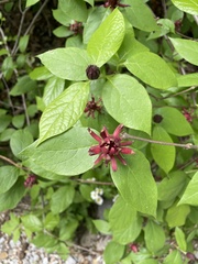 Calycanthus floridus