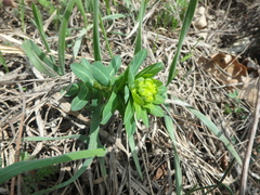 Euphorbia condylocarpa