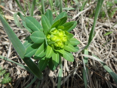Euphorbia condylocarpa