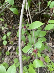 Calycanthus floridus
