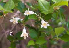 Diabelia spathulata