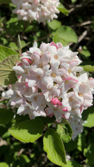 Viburnum carlesii